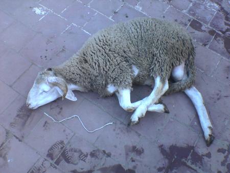 mouton