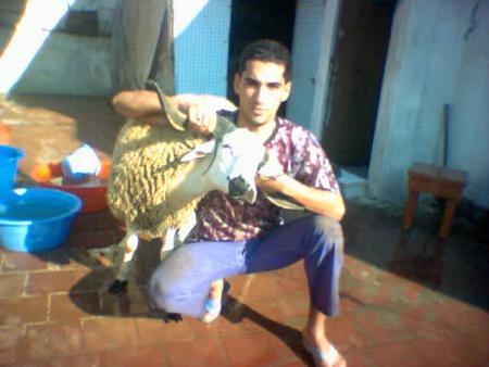 dbiha2